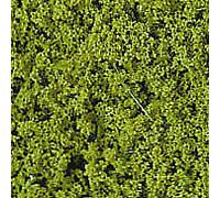 Foliage Compact Light Green 28 x 14cm