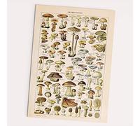 FOLLYGRAPH Mushroom Poster Vintage Mushrooms 30 x 40 cm