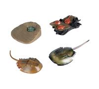 Folpus Chinese Horseshoe Crab Growth Cycle Set Animals Figurine Toy Learning Growth Stage Model Preschool for Toddlers Boy Girls