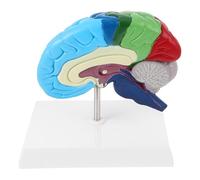 FOMIYES 1 Scale Right-Half Anatomical Model for Medical Teaching Neuroscience Study Brain Prop for Students Science Classroom Display