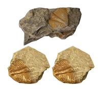 FOMIYES 3Pcs Real Trilobite Tail Specimen Set Paleontology Teaching Kit Student Classroom Sample Collection for Scientific Study and Educational Digging