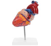 FOMIYES Human Heart Anatomy Model with Display Base, Life-Size Medical Heart Sculpture for Science Classroom Study and Medical Teaching, Human Anatomy Desk Decoration
