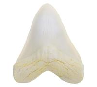 FOMIYES Vintage Portable Handpiece Resin Megalodon Shark Tooth Model with Detailed Skeleton Texture for Animal Teeth Enthusiasts for Museum or Art Exhibit