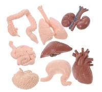 FONDOTIN 8Pcs Human Organ Model for Medical Teaching Realistic Anatomy Props Including Brain Heart Intestines Kidneys Lightweight Educational Tool for Students and Professionals
