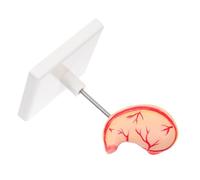 FONDOTIN Realistic Human Stomach Anatomy Model for Educational Use Easy Assembly and Disassembly Sturdy Material for Classroom and Clinical Training