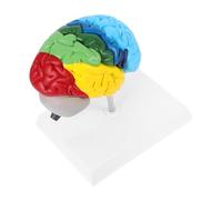 FONDOTIN Scale Anatomical Brain Model Right Hemisphere Human Anatomy Model with Color Labeled Regions for Medical Study Science Classroom Teaching Display