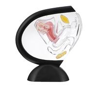 FONDOTIN Transparent Uterus Structure Model Lightweight Medical Human Organ Tool for Female Reproductive System Education and Patient Demonstration in Medical Schools and Hospitals