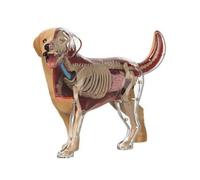 Fonowx Kit Feline Physiology Model With Clear Organ Layout Removable Components And Skeletal Display Education Tool Suitable for classroom instruction homeschool teaching science