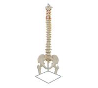 Fonowx Skeletal Display Human Skeleton Teaching Model Training Model With Vascular And Nerve Pathways PVC On Stable Square Stand suitable for medical students lectures demonstrations
