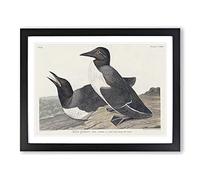 Foolish Guillemots By John James Audubon Vintage Framed Print | A2 Black Framed Wall Art | Ready to Hang | Classic Nature Picture | Living Room Bedroom Lounge Office