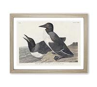 Foolish Guillemots By John James Audubon Vintage Framed Print | A2 Oak Framed Wall Art | Ready to Hang | Classic Nature Picture | Living Room Bedroom Lounge Office