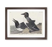 Foolish Guillemots By John James Audubon Vintage Framed Print | A2 Walnut Framed Wall Art | Ready to Hang | Classic Nature Picture | Living Room Bedroom Lounge Office