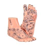 Foot Acupuncture Model, Pair of Human Feet Acupoint Teaching Aids for Reflexology Lab Point Massage School Supplies Reflex Zone Chinese Language Tcm Educational Set Professional Mannequin Tool