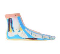 Foot Anatomical Model Including Muscles Ligaments Human Foot Anatomy Model Teaching Prop with Digital Signs Anatomy with Ligaments and Ankle of Muscles