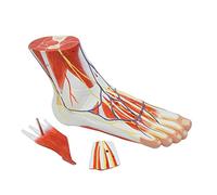 Foot Anatomy Model 3 Parts Medical Anatomical Foot Skeleton Model with Ligaments, Muscles, Nerves And Arteries Life Size
