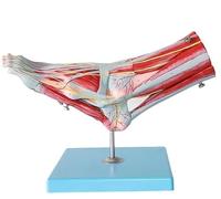 Foot Anatomy Model, Foot Skeleton Model, 9 Detachable Parts, 81 Numbered Markings, with Bones, Muscles, Ligaments, Nerves, and Blood Vessels, for Medical Teaching Demonstrations.