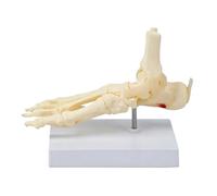 Foot Anatomy Model for Teaching and Study Reference, 22 X 12.5 X 17 Cm Tabletop Display for Ankle and Skeletal Structure Lessons and Anatomy Learners Anatomical Foot Model Joint Ankle Skeleton Study