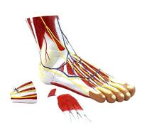 Foot Anatomy Model - Skeleton and Muscular System for Medical Education and Classroom Training