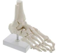 Foot Anatomy Models, Medical Models, Life Size Foot and Ankle Models, Human Foot Skeletal Medical Anatomy Teaching Aids for Medical Students Models for Display Doctors