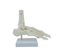 Foot and Ankle Model Life Size Anatomical Skeleton for W/Display Base for Doctors Medical Schoo and Ankle Anatomy Skeleton with Base for Medical Classroom Education Learning