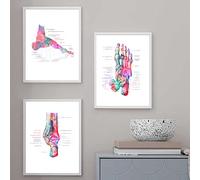 Foot Bone Anatomy Artwork Medical Wall Art Picture Podiatry Poster Muscle System Vintage 3 Pieces Canvas Painting Print Body Home Decor 12"X16" No Framed