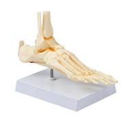Foot Joint Anatomy Model for Anatomy Students