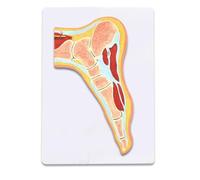 Foot Joint Skeletal Muscle Model - Human Joint Muscle Model - Anatomical Ankle Joint Model for Orthopaedic Pain Teaching Tools