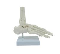 Foot Joint Skeleton Model 9x7x3.5Inch Anatomy PVC Right Foot and Ankle for Teaching Research Educational Use Ankle Joint