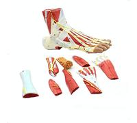 Foot model 23 * 8 * 12cm foot skeleton Anatomical pattern with ligaments, muscles, nerves and arteries 9 parts Lifestyle