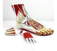 Foot Model Anatomy Model Of Foot Muscle With Major Nerve Model 3 Parts 32 Digital Display Medicine Anatomy Teaching
