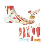 Foot Model, Foot Anatomy Model, Natural Anatomical Model Of Large Foot 9 Parts Forming Bones, Ligaments, Nerves And Blood Vessels Of Human Foot