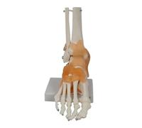 Foot Skeleton Model,Life-Size Foot Skeleton Model with Joints & Ankle Ligaments, Realistic Human Anatomy Figure for Classroom Education and Medical Study