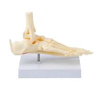 Foot Structure Model for Anatomy Classroom Demonstration, Ankle and Skeletal Study Display with 22 X 12.5 X 17 Cm Tabletop Size for Study Tables Anatomical Foot Model Joint Anatomy Ankle Skeleton