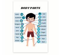 FOPURE Boy's Body Parts & Anatomy Learning Poster, Educational Wall Chart for, Homeschooling Material, Montessori, Nursery Decor(Framed,12x18inch(30x45cm))