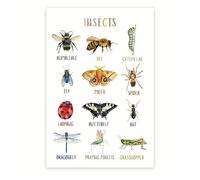 FOPURE Educational Insects Poster for Classroom, Bugs Species Identification Chart, Science Biology Homeschool Learning Visual Aid(Unframed,08x12inch(20x30cm))