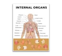 FOPURE Internal Organs of the Human Body Poster Educational Anatomy Chart for Science Classroom Wall-Art(Framed,16x24inch(40x60cm))