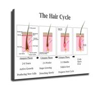 FOPURE Salon Education Poster Set - Hair Anatomy and Growth Cycle Chart on Canvas - Beauty School Wall-Art for Trichology Training(Unframed,12x18inch(30x45cm))