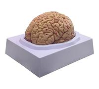 Fopytu Human Brain Model 8-part Life Size Anatomical Brain Model Simulation Human Model Anatomy Teaching Tool