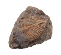 For 1 Pc Natural Trilobite Tail Fossil Ancient Fossils Teaching Specimens Collection