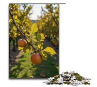 for Adults Jigsaw The Orchard Is Full of Fruits in Autumn 1000 Piece Wooden Jigsaw for Adults& Kids Age 12 Years Up 1000 PCS(38x26cm)