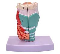 For Medical Science Education Study Or Teach, 1:1 Life-Size Anatomical Model Of The Larynx With Digital Markings And Authentic Colors And Textures, Helps To Understand The Structure Of The Human Laryn