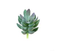 for mini Artificial Succulent Plant PVC Velvet Realistic for(3#)