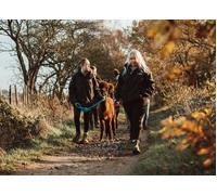 For one Wetley Moore: alpaca trekking and feeding experience