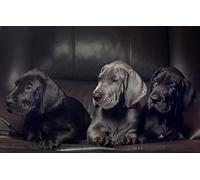 for Puzzle 1000 Pieces Great Dane Puppy 52x38cm