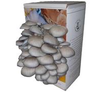 Foragers Table Blue Oyster Mushroom Growing Kit - Ready to Grow Indoor Gardening Gift, Unique Mushroom Kit for Adults & Kids, Delicious & Fun DIY Grow Your Own Hobby