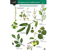 Foraging: Top 25 Edible Plants (WildID)