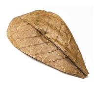 Forest Aquatics 10 Pack Indian Almond Leaves for Shrimp, Snails & Tropical Fish 15-20cm
