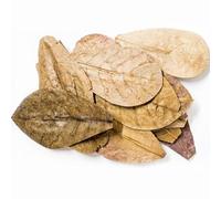 Forest Aquatics 20 Pack Small Indian Almond Leaves for Shrimp, Snails & Tropical Fish 7-14cm