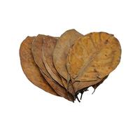 Forest Aquatics Jack Leaves For Shrimp, 7-9 Inches, Shelter and Natural Aquarium Fish Food, Provides Healing Tannins, Perfect for Breeding and Hiding (5)