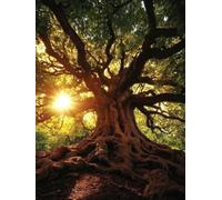 Forest Diamond Art Kits Adults, Diamond Painting Sunset Dimond Art 5D DIY Full Round Drill Crystal Embroidery Cross Stitch Crafts Crafts for Adults, Home Room Decor, Gifts 20X28 Inch -bby26052O